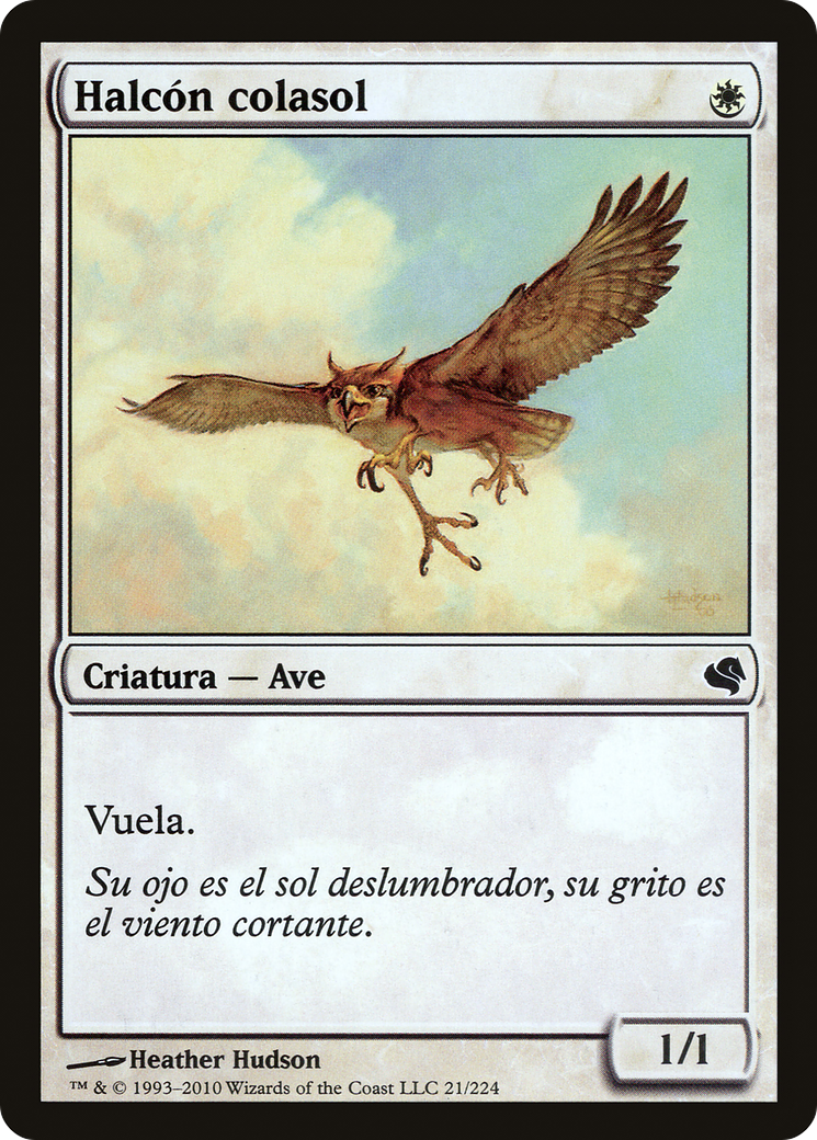 Image of Suntail Hawk (Spanish) - 